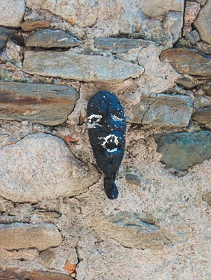Kangaroo, 2013